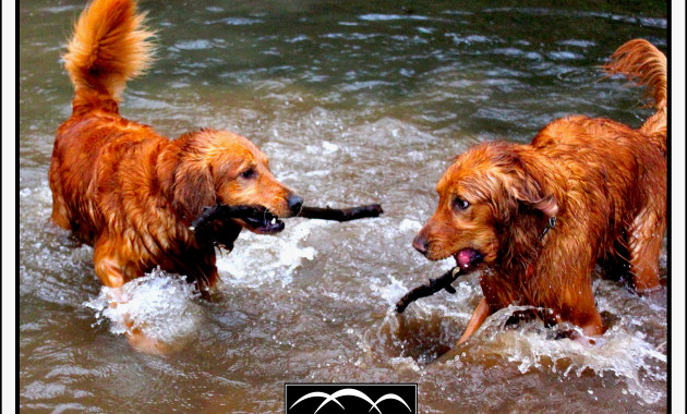Golden Serenity: Meet the River Pup and His Playful Visitors