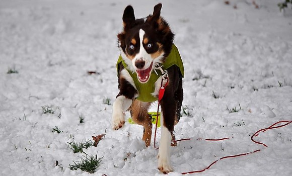 Oh Snap! Look Like a Pro at Snowshoe