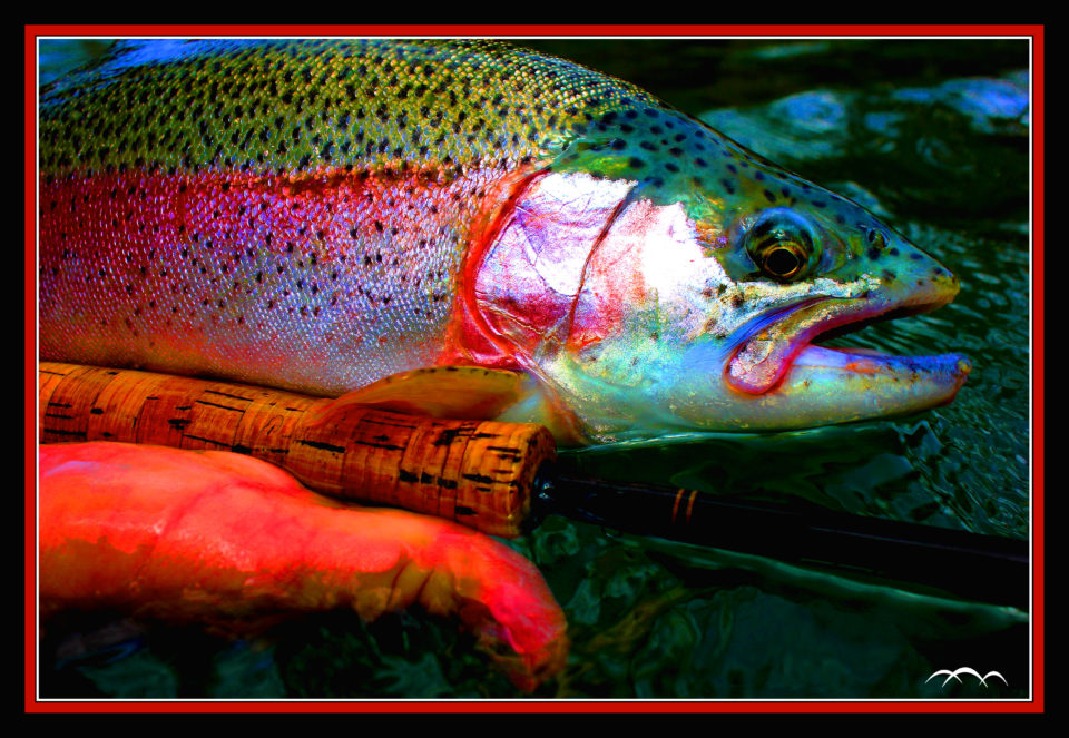 Guided Fly Fishing