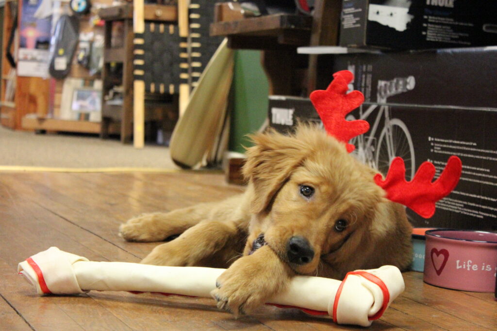 River the Red-Nosed Retriever